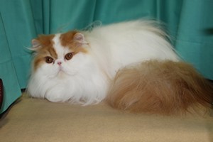 Wiltshire & District Cat Club Show 2009 Pictures by Paul Marshall